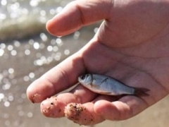 В Капчагайское водохранилище выпустили 180 тысяч штук молоди ценных видов рыбы