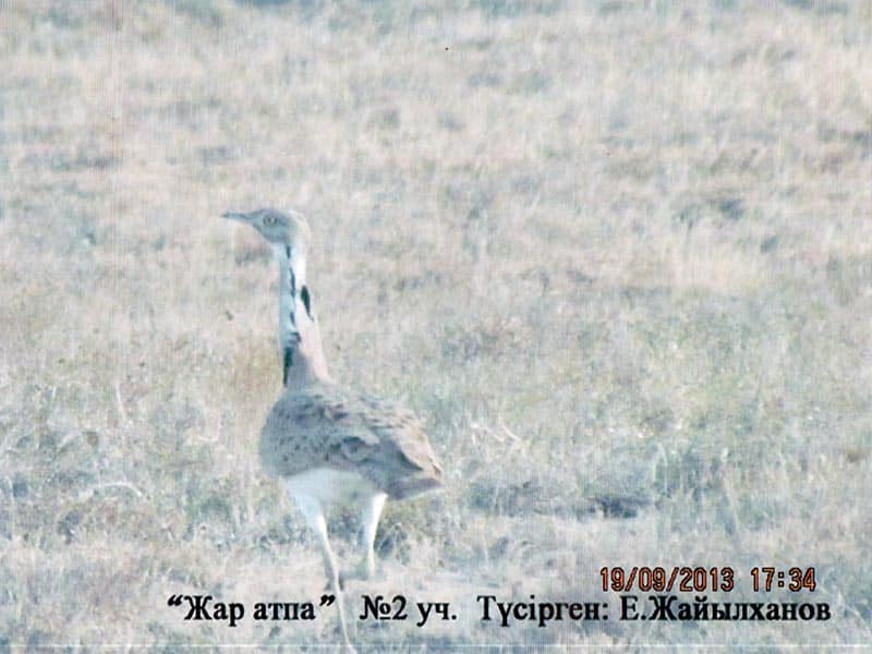 В Актюбинскую область залетела редкая птица