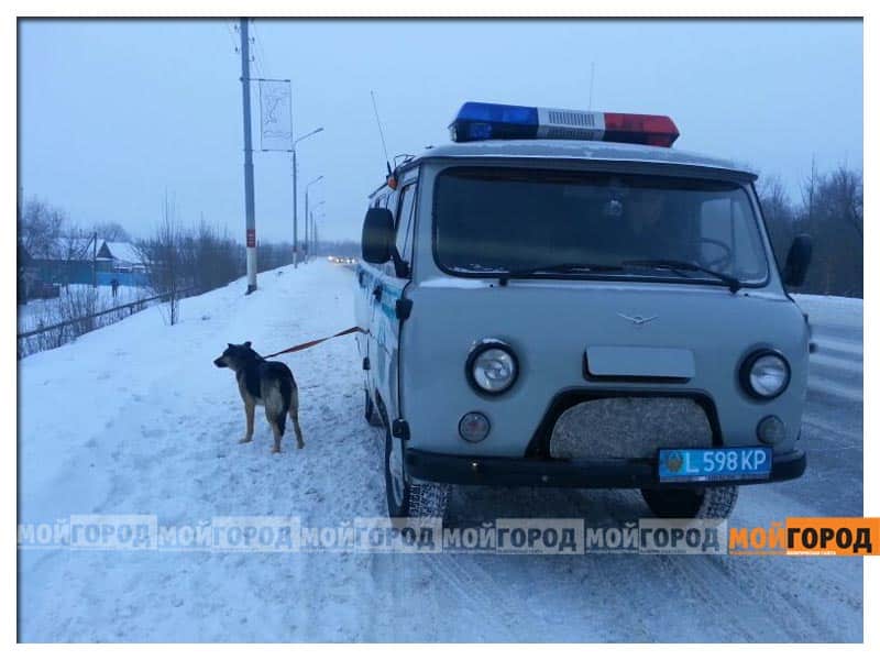 Уральск. Найденная мертвой в лесополосе девушка была изнасилована