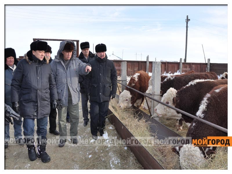 Почти 10 тысяч тонн мяса в год будет экспортировать ЗКО в 2015 году