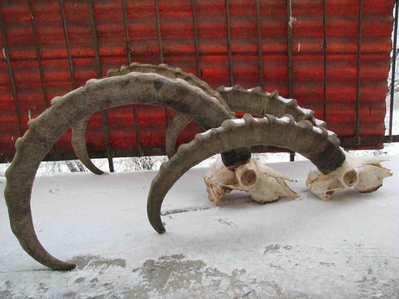 Более 200 сайгачьих рогов обнаружено у жителей Иргизского района