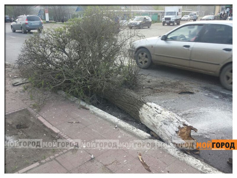 В Уральске автомобиль вырвал с корнем дерево