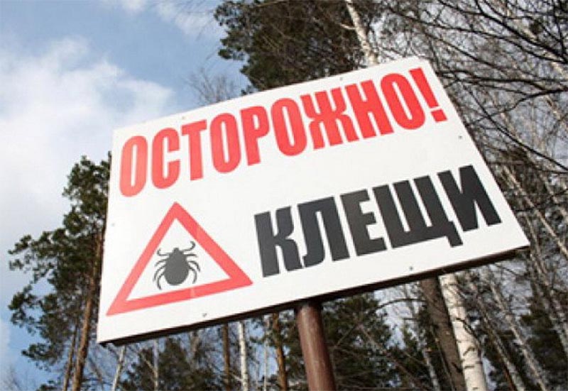 75 человек пострадали от укусов клещей в Уральске