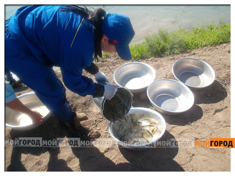 Более миллиона мальков красной рыбы выпущены в море