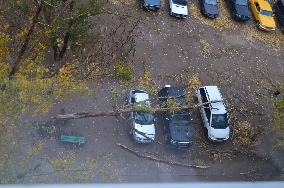 В Уральске из-за сильного ветра дерево упало сразу на три машины