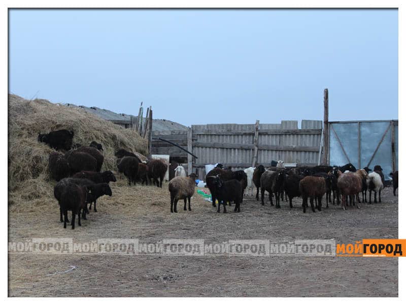 В ЗКО зарегистрирован еще один случай нападения бродячих собак на овец