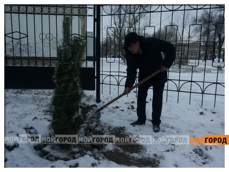 В Уральске прокуроры посадили сосны