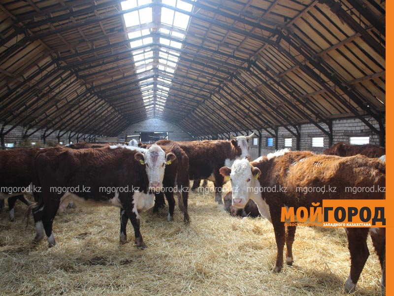 740 млн тенге задолжали государству крестьянские хозяйства ЗКО