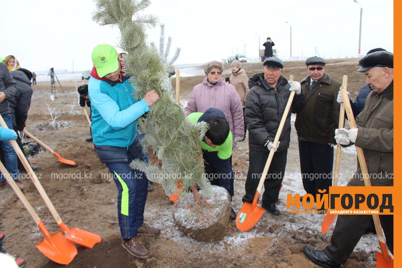 Более 2 тысяч деревьев будет высажено в Уральске