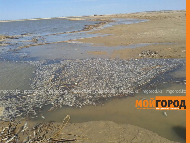 В озере Шалкар Актюбинской области массово гибнет рыба