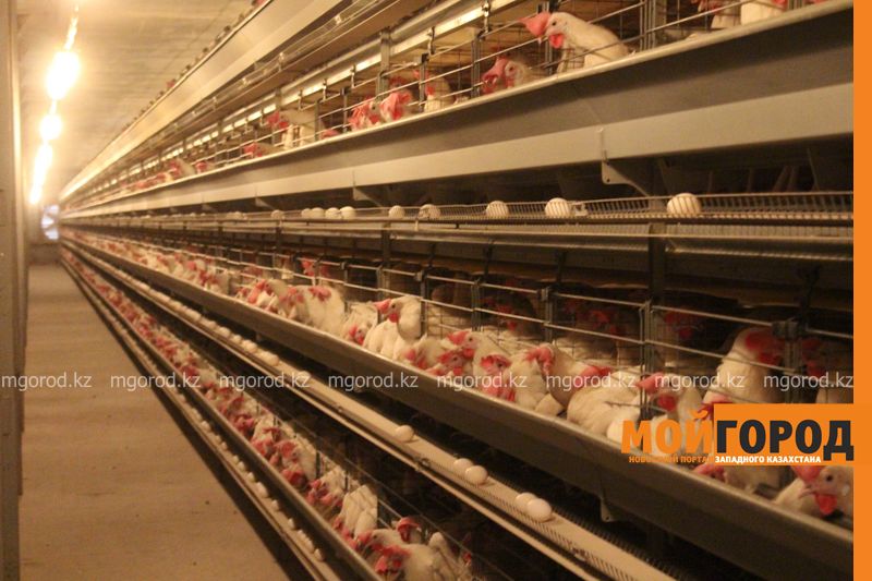 Около 200 тысяч яиц в день выпускает Уральская птицефабрика
