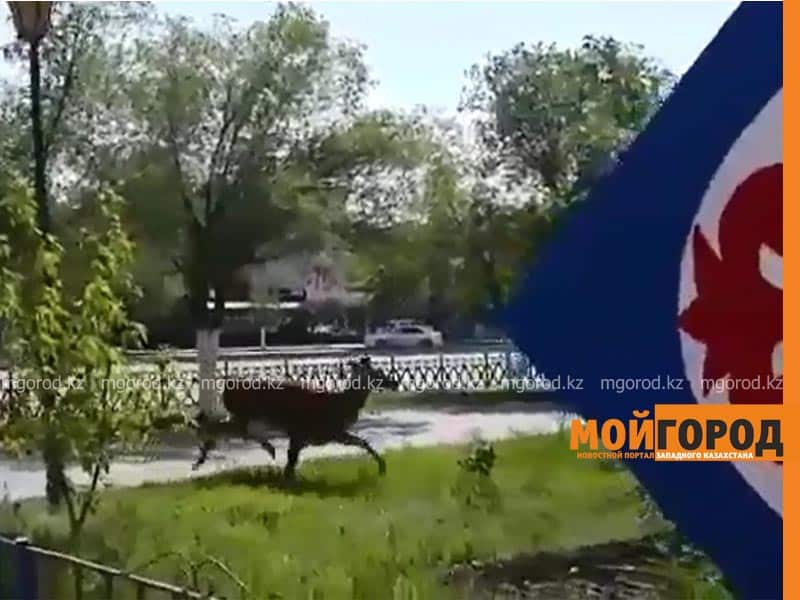 На главном проспекте Актобе засняли убежавшего из зоопарка олененка