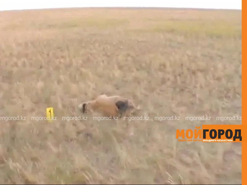 В Актюбинской области массово гибнут сайгаки
