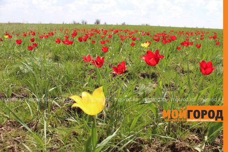 В ЗКО постепенно исчезают степные тюльпаны