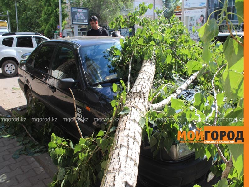 Дерево упало на автомобиль в центре Уральска