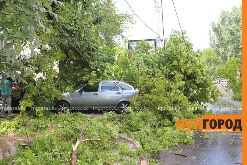 Упавшее дерево повредило два автомобиля в Уральске