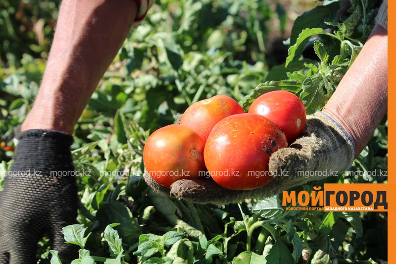 Решение по вопросу дач примут в ближайшее время в Казахстане