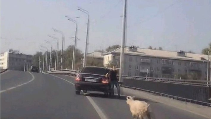 В Казани жертвенный баран пытался убежать от хозяев