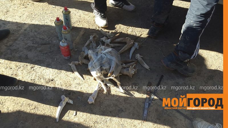 За сайгачьими рогами в ЗКО приезжают жители Карагандинской и Жамбылской областей