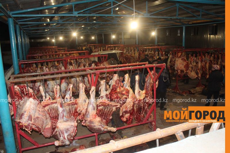 В ЗКО увеличится поставка ягнятины