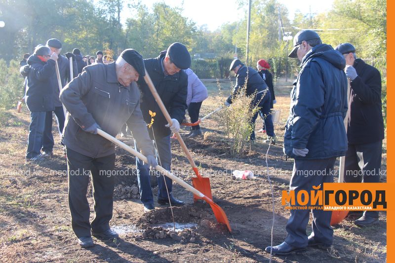 600 деревьев  лиственных пород посадили ветераны ВОВ и молодежь в Уральске
