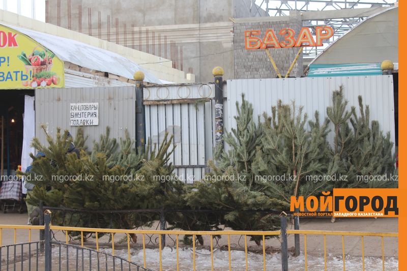 В ЗКО выявлены факты незаконной продажи елок