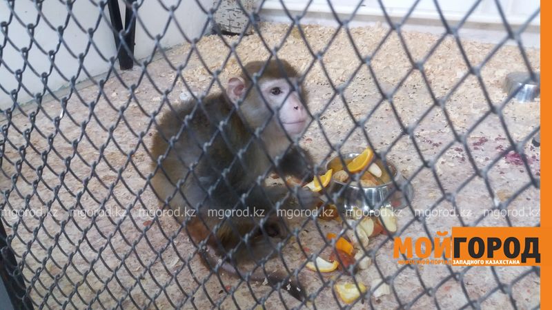 В Уральский зоопарк привезли макаку