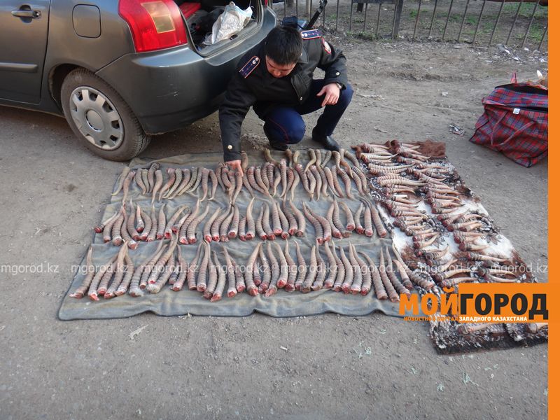 Более 400 сайгачьих рог перевозил в салоне иномарки 49-летний мужчина в Уральске