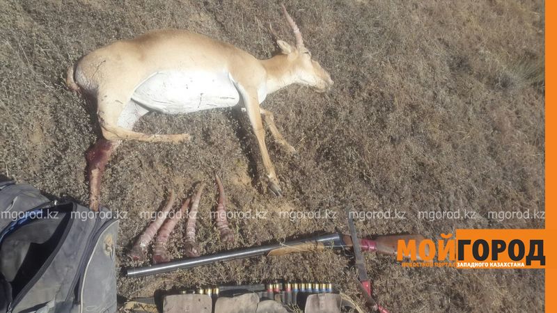 16 пар рогов сайги были конфискованы у браконьеров в ЗКО