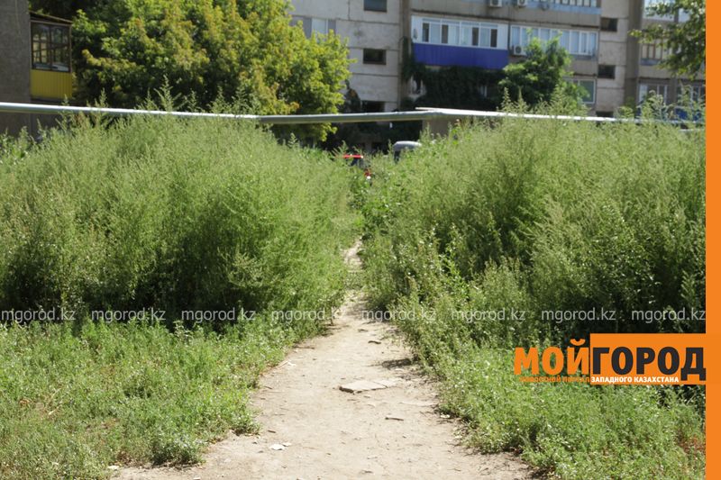 Уральск зарос травой