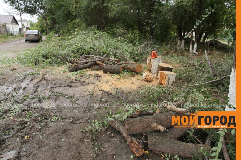 На месте массовой вырубки деревьев в Уральске построят гостиницу