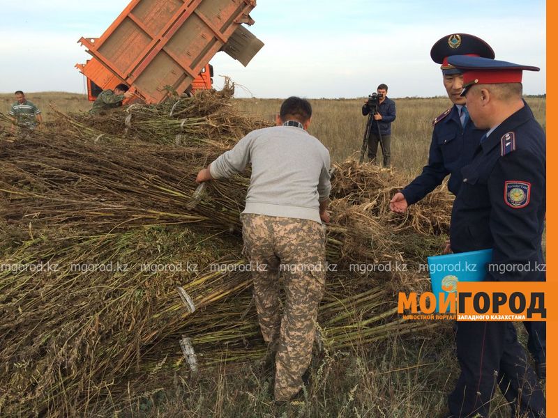 Почти две тысячи кустов конопли уничтожили в ЗКО