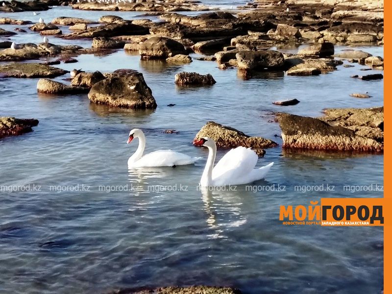 В Актау прилетели лебеди