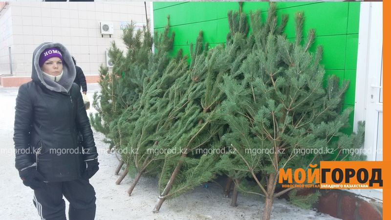 Жители Атырау будут встречать Новый год с саратовскими соснами