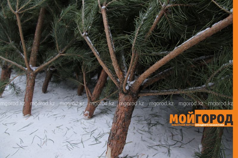 Полицейские штрафуют жителей ЗКО за вырубку елок