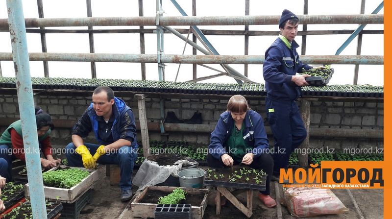 Уральск украсят миллионом цветов