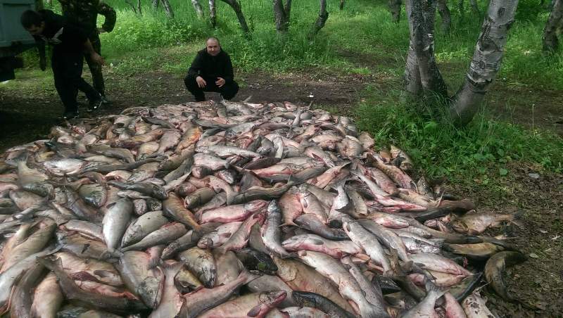 Рыбу, конфискованную у атырауских браконьеров, будут уничтожать