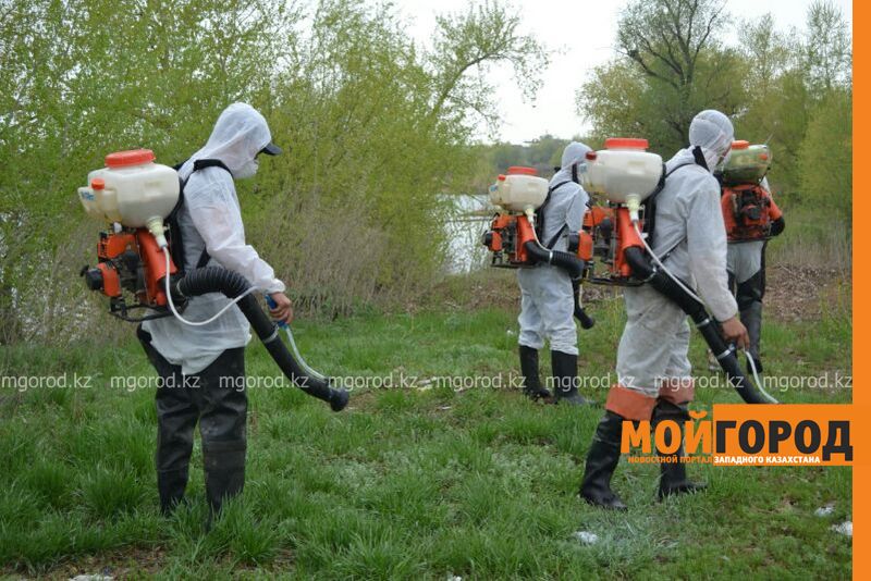 В Уральске продолжается борьба с комарами