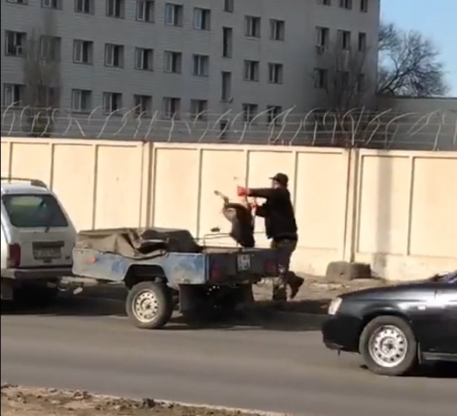 В Атырау собак отстреливают на глазах у подростков (ВИДЕО)