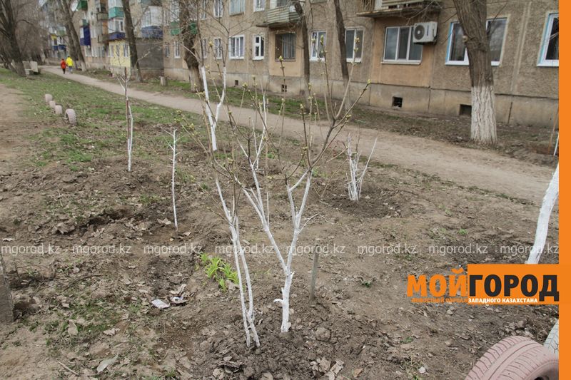 Пенсионеру из Уральска грозят штрафами за полив деревьев, посаженных во дворе