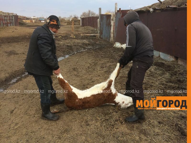 В селе Косколь ЗКО массово гибнет домашний скот