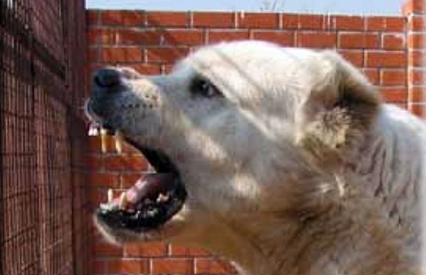 Подросток, укушенный алабаем в Атырау, забежал в чужой двор