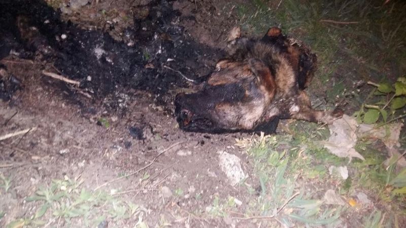 Уральцы обнаружили гараж, где расчленяют собак