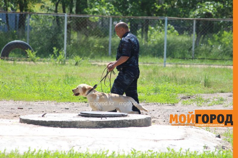 Работу служебных собак кинологического центра покажут в парке Уральска