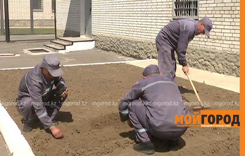 Заключенные колонии строгого режима в Уральске выращивают укроп и петрушку