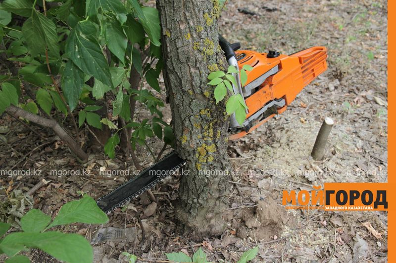В Уральске для строительства ресторана вырубают десятки деревьев