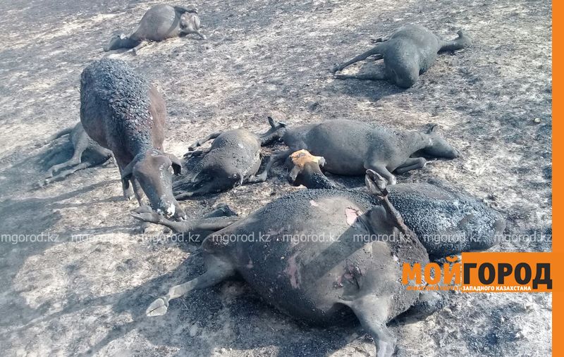 В ЗКО при пожаре заживо сгорело 600 голов скота