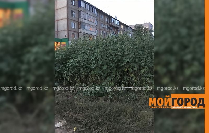 Жители микрорайона в Уральске не могут пройти в свои дворы из-за высокой травы