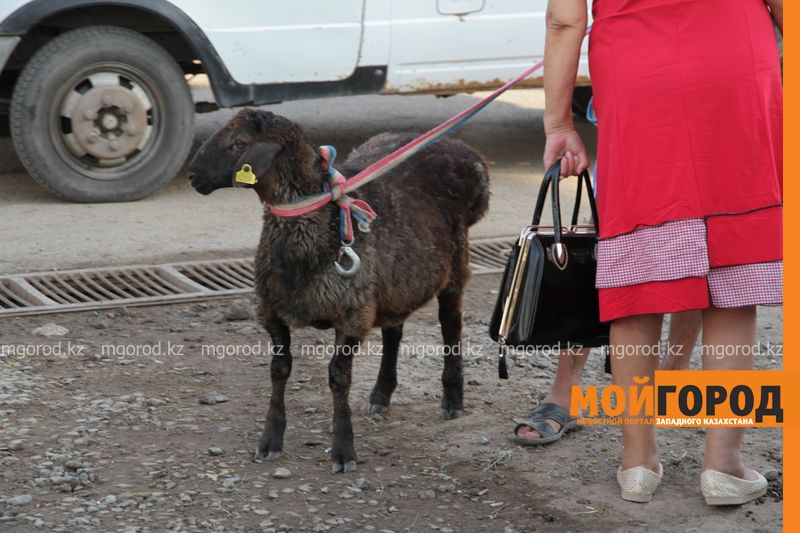 Қала әкімдігінде Құрбан айт мерекесіне дайындық барысы пысықталды 
