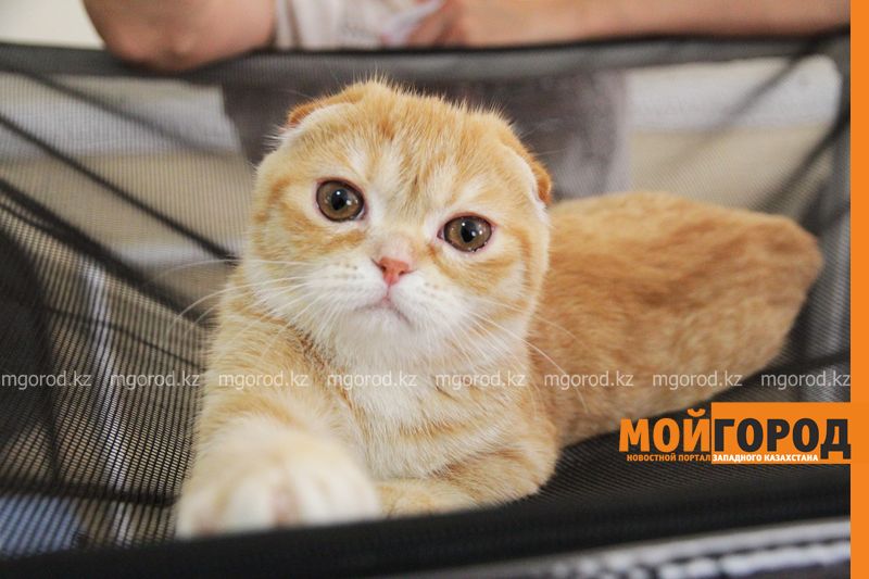 Котенка стоимостью 150 тысяч тенге представили на выставке в Уральске